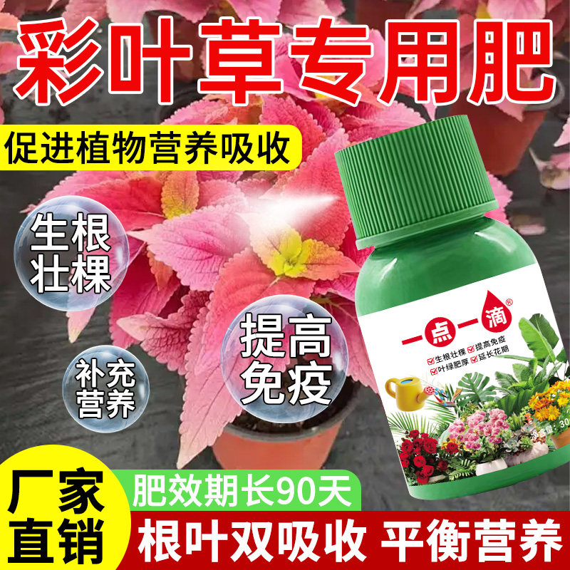 彩叶草五彩苏专用营养液防黄叶烂根枯促生长萎室内盆栽水培通用型