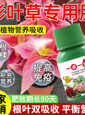 彩叶草五彩苏专用营养液防黄叶烂根枯促生长萎室内盆栽水培通用型