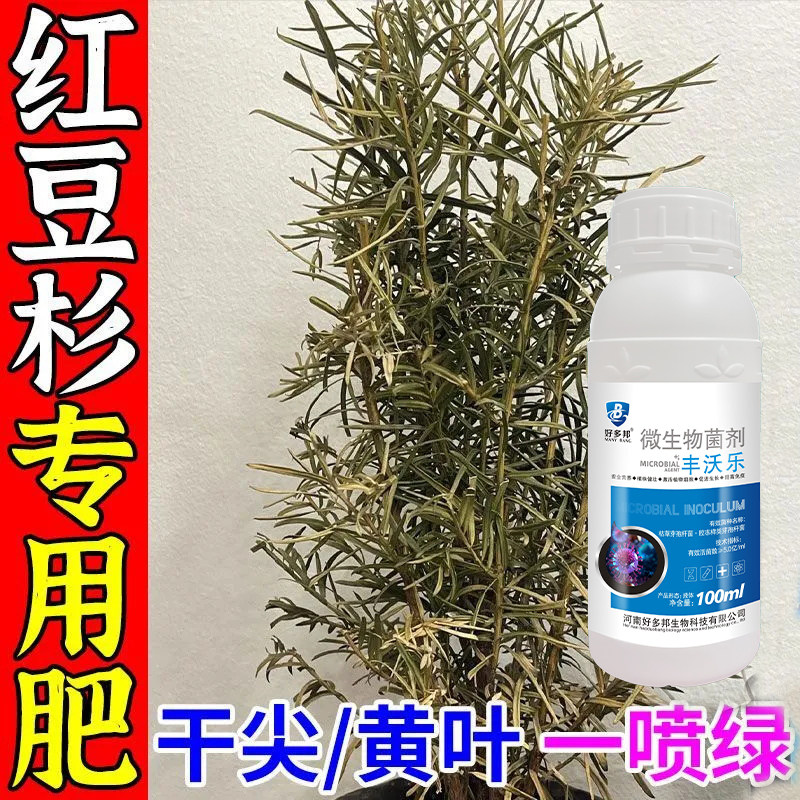 红豆杉营养液红豆杉病害专用药黄叶病白绢病茎腐病疫霉病通用肥料