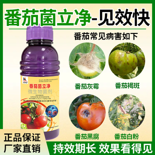 番茄专用杀菌剂番茄青枯病溃疡灰霉叶斑枯萎炭疽猝倒菌核白粉根腐