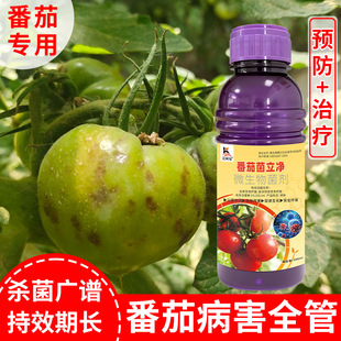 番茄病专用番茄青枯病溃疡灰霉叶斑枯萎炭疽猝倒菌核白粉根腐正品
