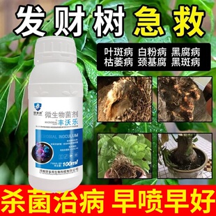 发财树叶斑病专用药杀菌剂叶子发黄斑白斑药水营养液肥料专用肥