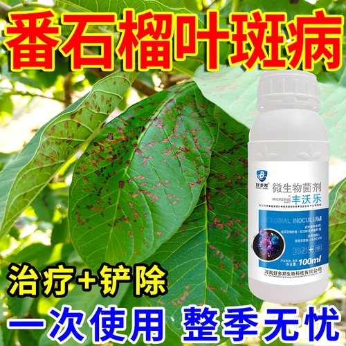 芭乐果番石榴专用杀菌剂细菌病克星黄叶卷叶斑点畸形农用强效助剂