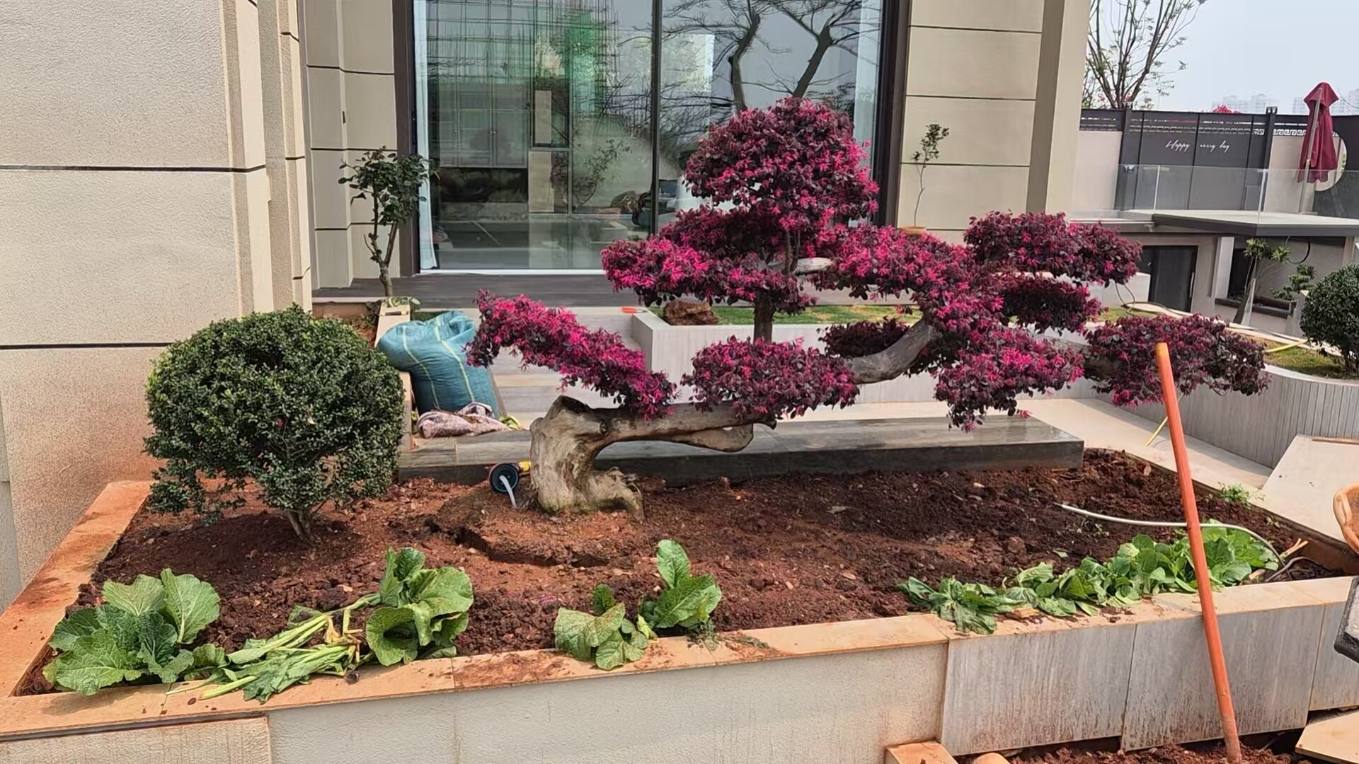 老桩红花继木造型树造型树别墅庭大型绿植/成品组合盆