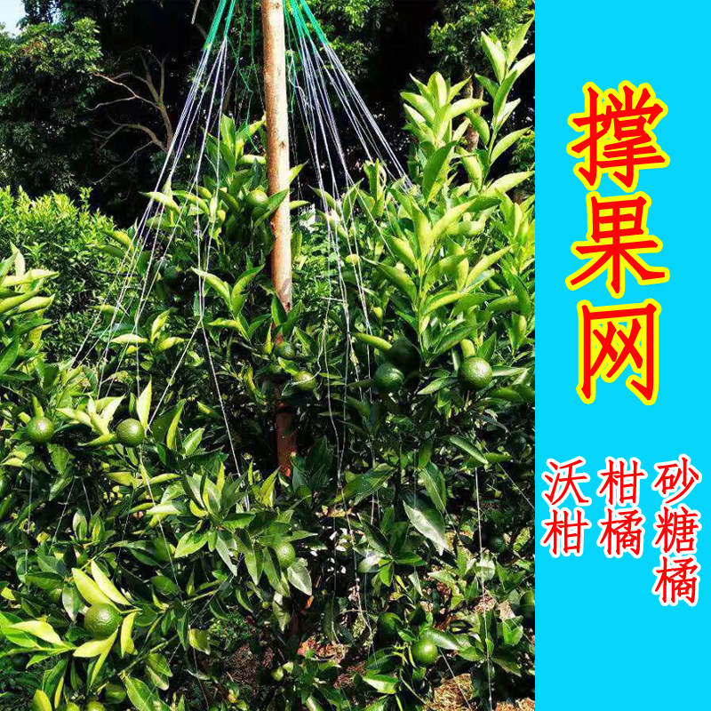 撑果网沃柑橘砂糖厂家直发剪裁