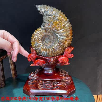 天然大羊角螺摆件古生物化石标本玉化螺摆件招财转运马达加斯加