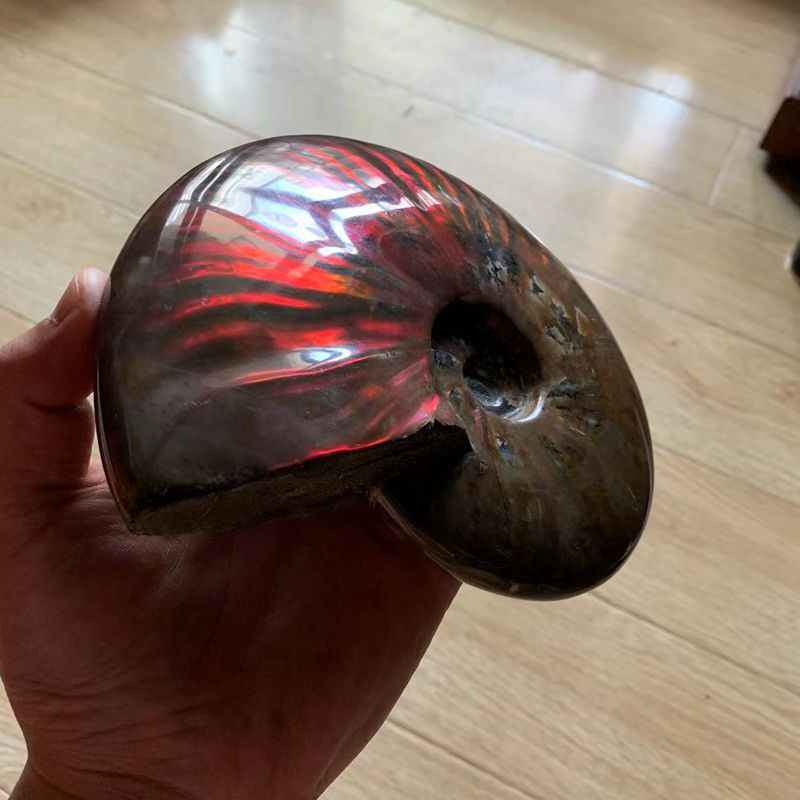 天然斑彩螺原矿摆件原石螺化石斑彩螺手把件古生物李居明推荐教科