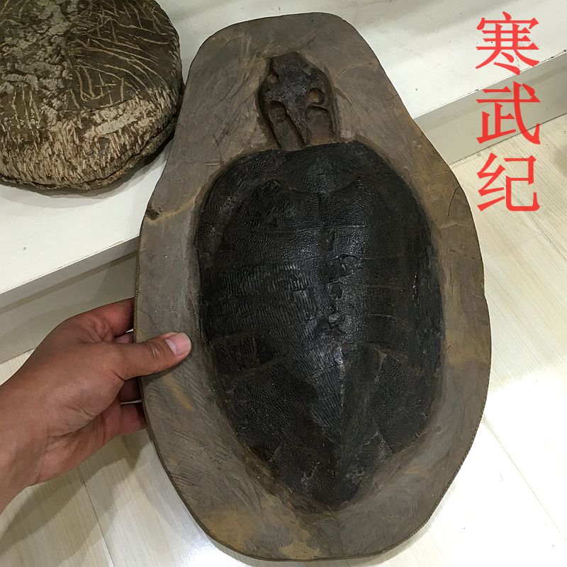 纯天然 寒武纪 化石 乌龟 化石 十分罕见 巴西深海化石标本