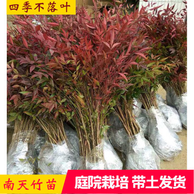 成都南天竹庭院植物绿化苗木红天竹苗观叶盆栽办公室绿植阳台盆景