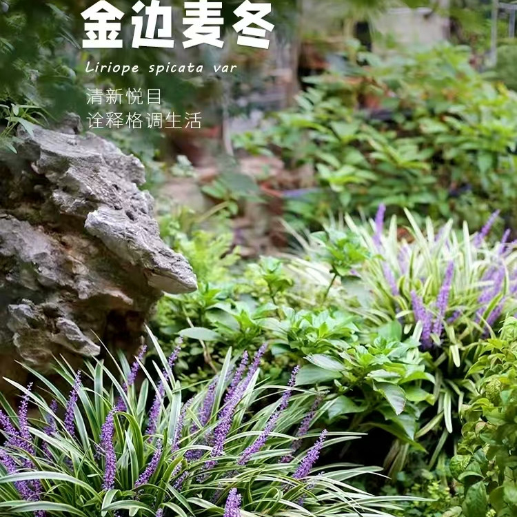 金边麦冬草多年生宿根盆栽地被