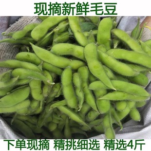 新鲜毛豆带壳湖北特产农家自种现摘毛豆角青毛豆本地毛豆露天蔬菜