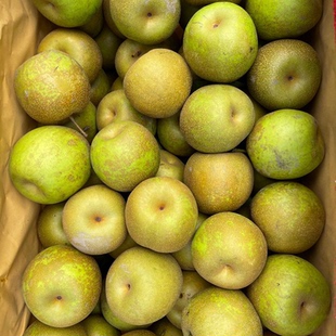 湖北现摘新鲜黄花梨子脆甜薄皮多汁无渣沙梨应季水果梨子5/9斤