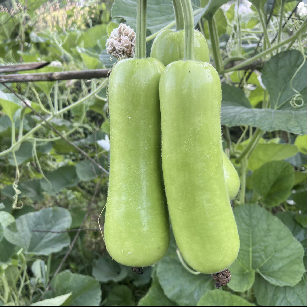 现摘新鲜瓠子瓜葫芦瓜蒲瓜农家自种当季蔬菜应季蔬菜肉质细嫩包邮,水产肉类/新鲜蔬果/熟食,其它,淘宝优惠券,粉丝福利购,淘宝优惠卷