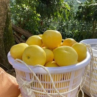 高山农家自种白柚新鲜白肉蜜柚当季白心酸柚子孕妇水果精选包邮