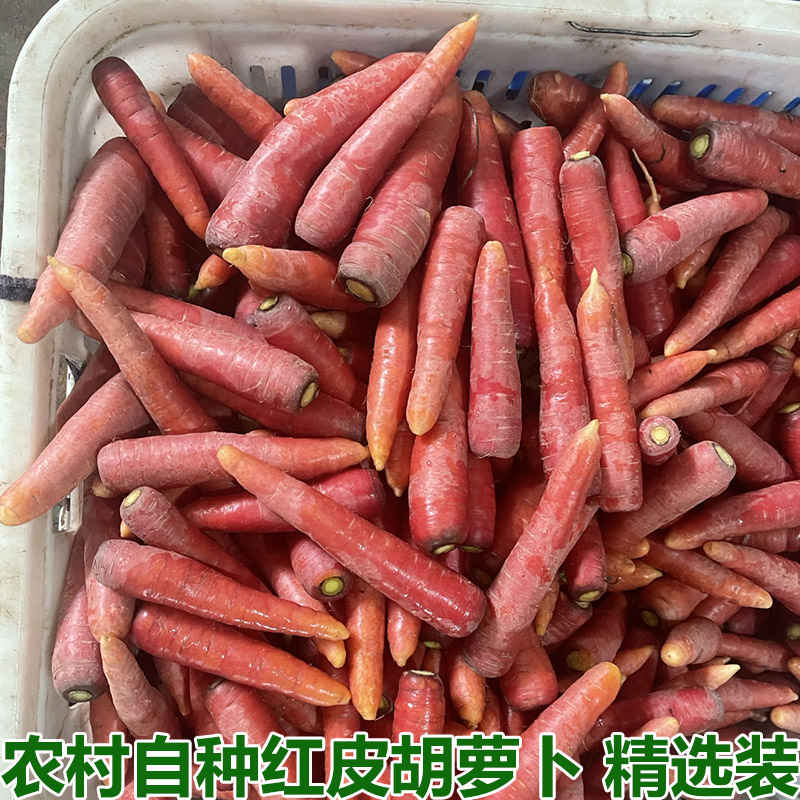 湖北农家自种新鲜小红胡萝卜沙地迷你水果甜胡萝卜泡菜腌菜包邮