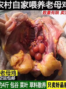 新鲜现杀孕妇月子散养土鸡