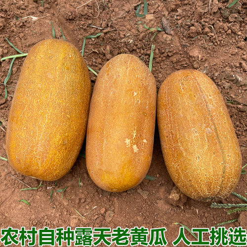 湖北农家本地黄皮酸老黄瓜