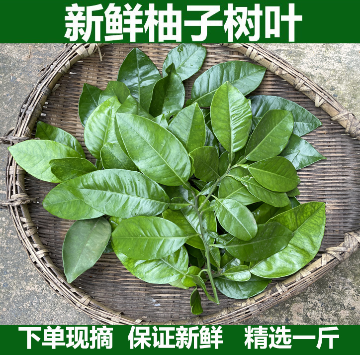 现摘柚子叶当天采摘包邮新鲜柚子树叶新鲜柚子叶绿柚叶柚子叶包邮