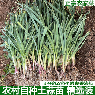 湖北农家自种红皮蒜苗红根香蒜苗青蒜土蒜苗洋大蒜蔬菜菜蒜包邮