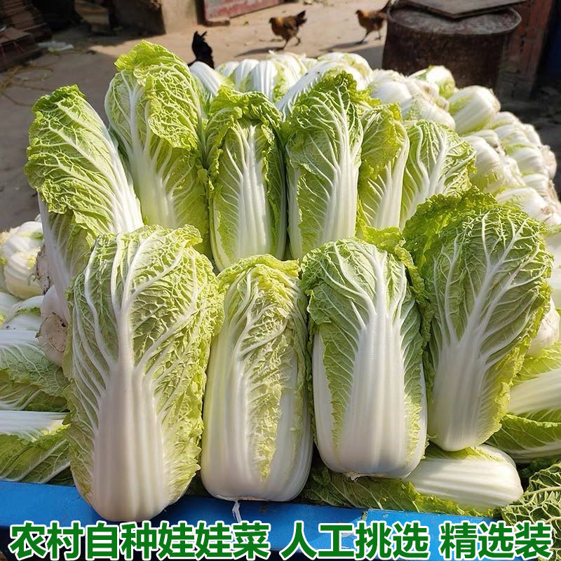 黄心娃娃菜新鲜小白菜