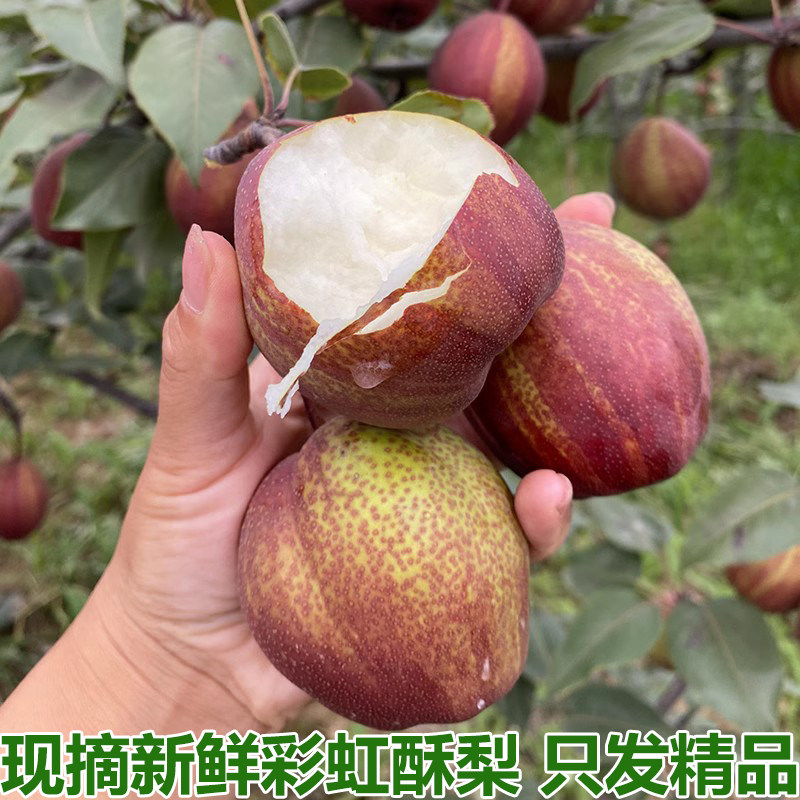 现摘彩虹梨酥梨新鲜水果早酥梨脆甜红皮薄皮鲜果梨子5斤整箱包邮