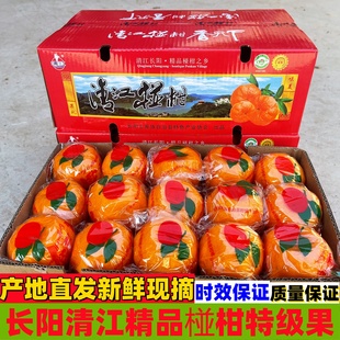 正宗长阳清江椪柑现摘现发岩松坪椪柑新鲜芦柑橘子桔子十斤净重