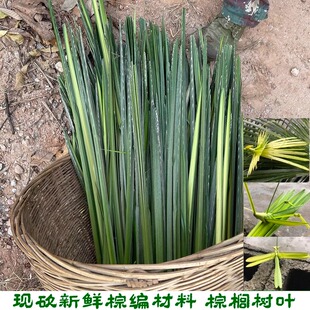 新鲜棕树叶编玫瑰花材料现摘新鲜棕芯叶棕榈树叶十根包邮棕编材料