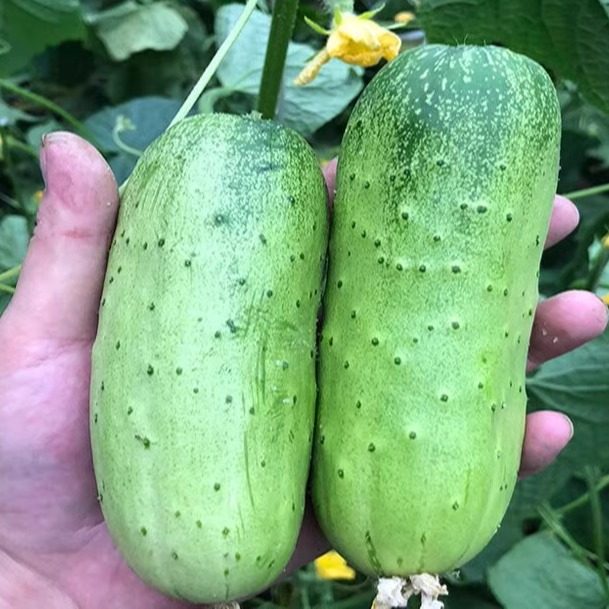 湖北宜昌农家自种当季蔬菜土黄瓜旱黄瓜嫩黄瓜绿瓜生吃水果黄瓜