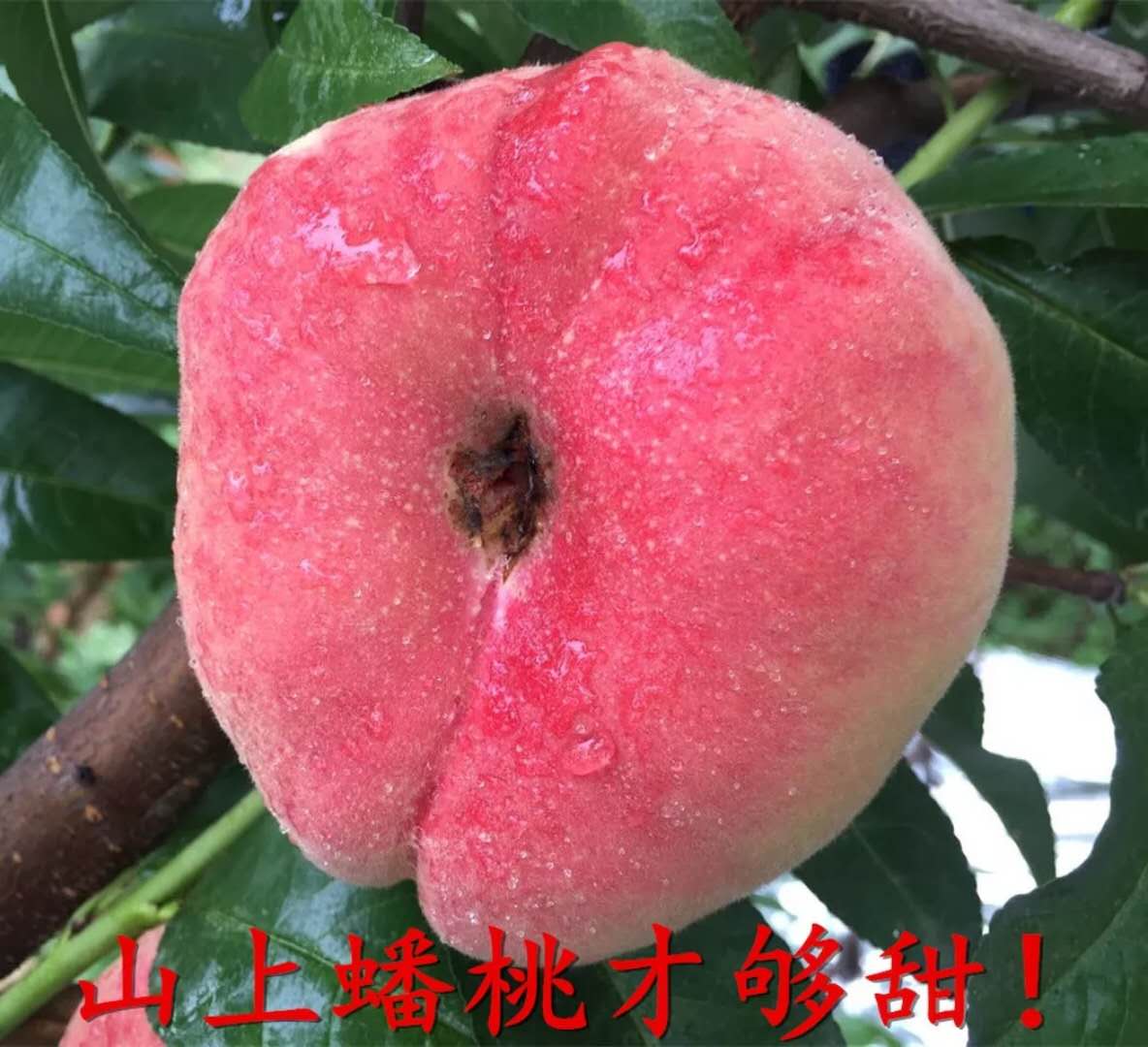 6月现摘新鲜水果蟠桃山上野生桃子扁桃红蟠桃甜水蜜桃仙桃4斤包邮