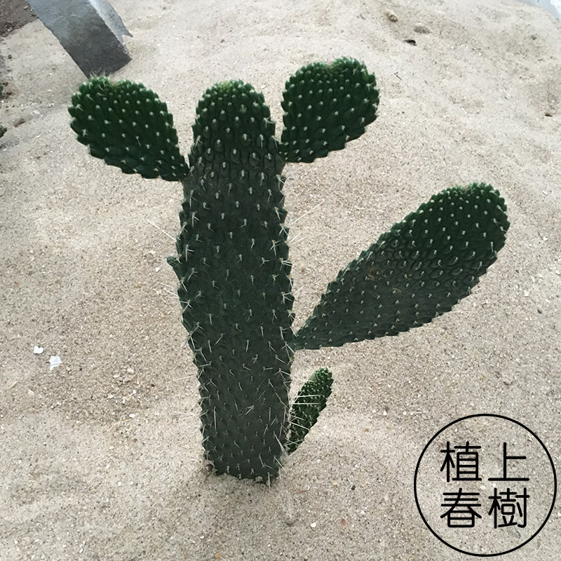 植上春树/鱼鳞掌招手仙人掌仙人柱兔耳念珠掌团扇桌面多肉开花