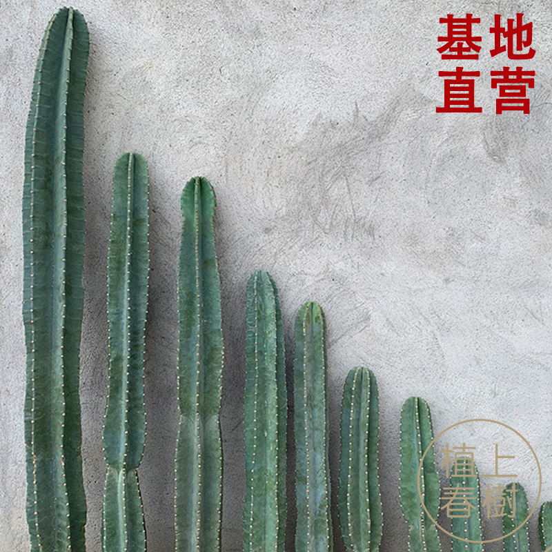 植上春树/量天尺仙人柱北欧风仙人掌大多肉植物组合现砍无根ins