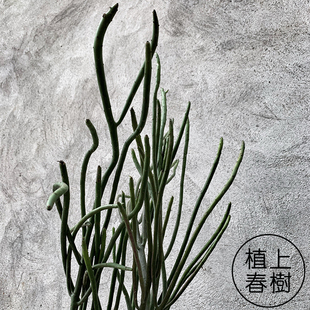 植上春树/彭珊瑚光棍树绿玉树北欧网红仙人掌植物ins多肉盆栽包邮