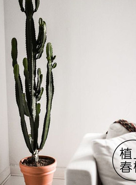 仙人掌三角大戟盆栽植物多肉