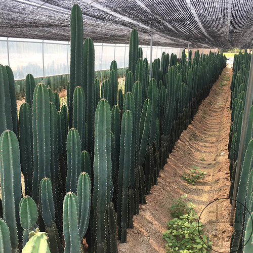 植上春树量天尺仙人掌组合盆栽