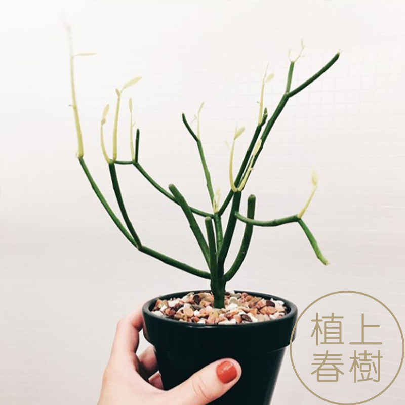 植上春树/光棍树仙人掌仙人柱无刺翠玉树组合盆栽老桩珊瑚多肉ins