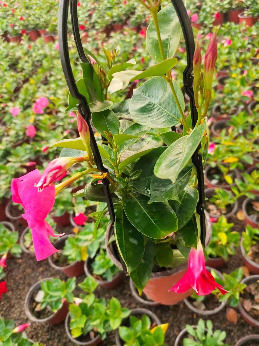 万里飘香藤盆栽四季开花卉攀爬藤蔓双喜藤绿植净化空气室内外包邮