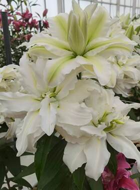 荷兰进口重瓣大花百合花种球