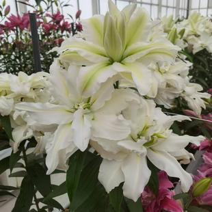 现货荷兰进口重瓣复花好香水百合花种球园艺庭院精品花卉1球