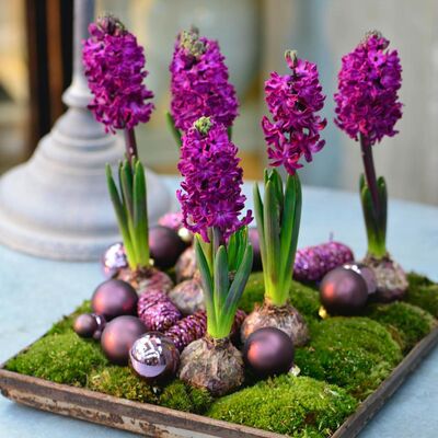 滇峰园艺风信子水培土培