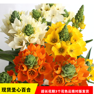 新到现货 圣心百合白色虎眼雀梅5球装多年生盆栽球根9月种