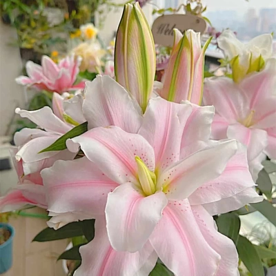 荷兰进口重瓣大花百合花种球