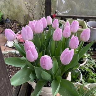 现货荷兰进口郁金香自然球裸球多花色 需春化 两广福建不适合种