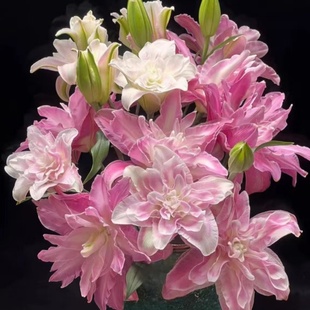 新到25年现货春季 荷兰进口莲花系重瓣百合花种球家庭盆栽庭院