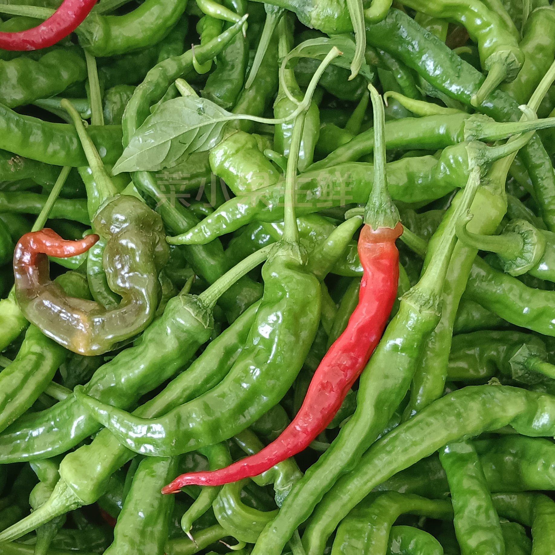 邳州本地土辣椒薄皮鲜辣椒勾椒农家自种青辣椒小尖椒朝天椒螺丝椒