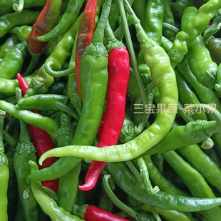 邳州新鲜土辣椒薄皮本地辣椒小尖椒农家小青椒朝天椒小米椒螺丝椒