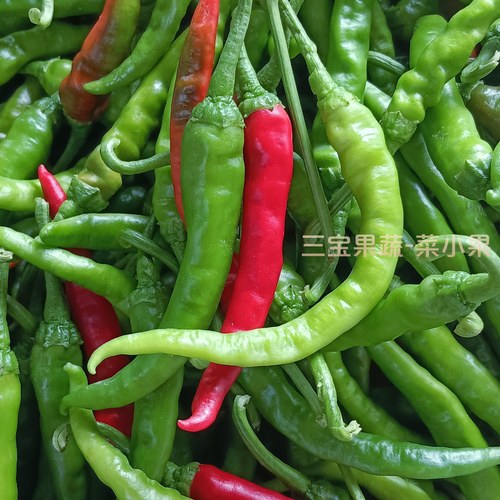 邳州新鲜土辣椒薄皮本地辣椒小尖椒农家小青椒朝天椒小米椒螺丝椒