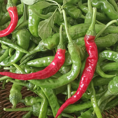 邳州新鲜土辣椒薄皮勾椒农家小青椒朝天椒小米椒本地螺丝椒小尖椒