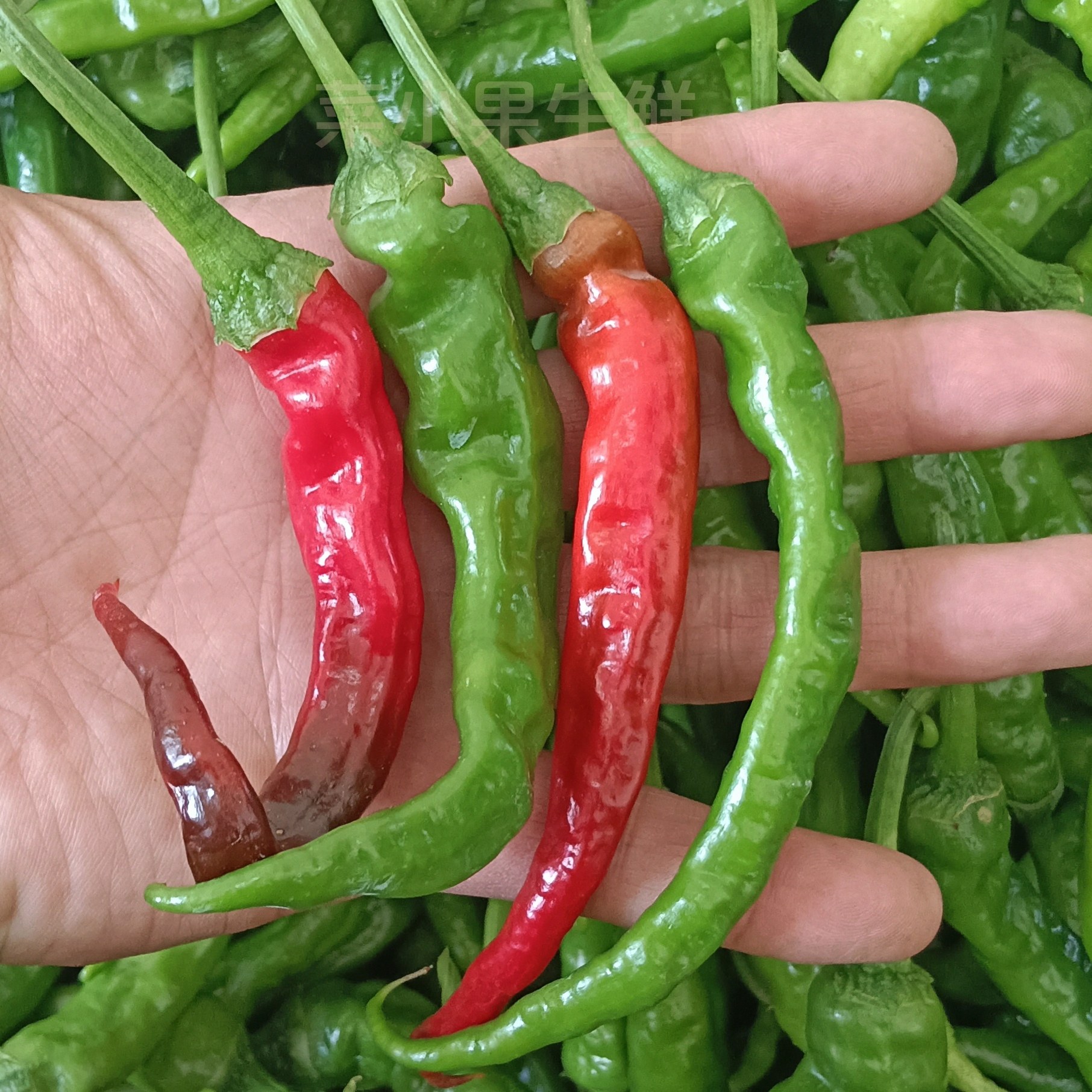 邳州勾椒薄皮辣椒新鲜蔬菜青辣椒农家土青椒朝天椒小米椒螺丝椒香