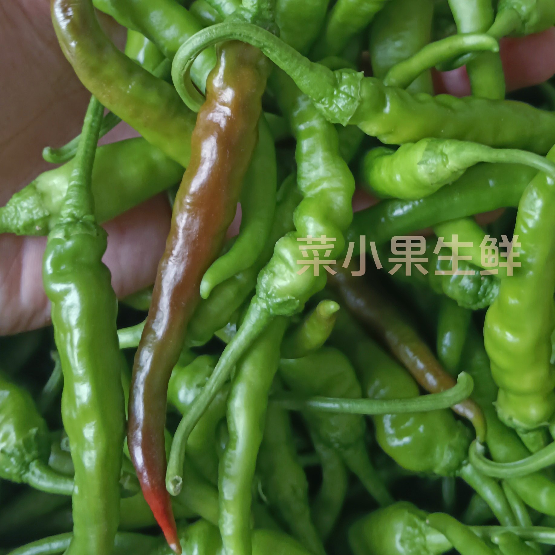 特辣邳州本地辣椒邳州新鲜小尖椒小土辣椒农家自种小米椒薄皮勾椒