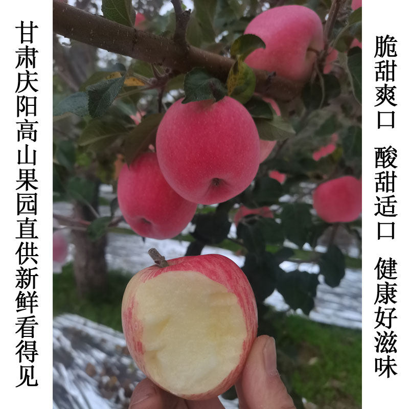 脆甜多汁当季水果新鲜红富士苹果果园直供自然成熟甘肃庆阳苹果